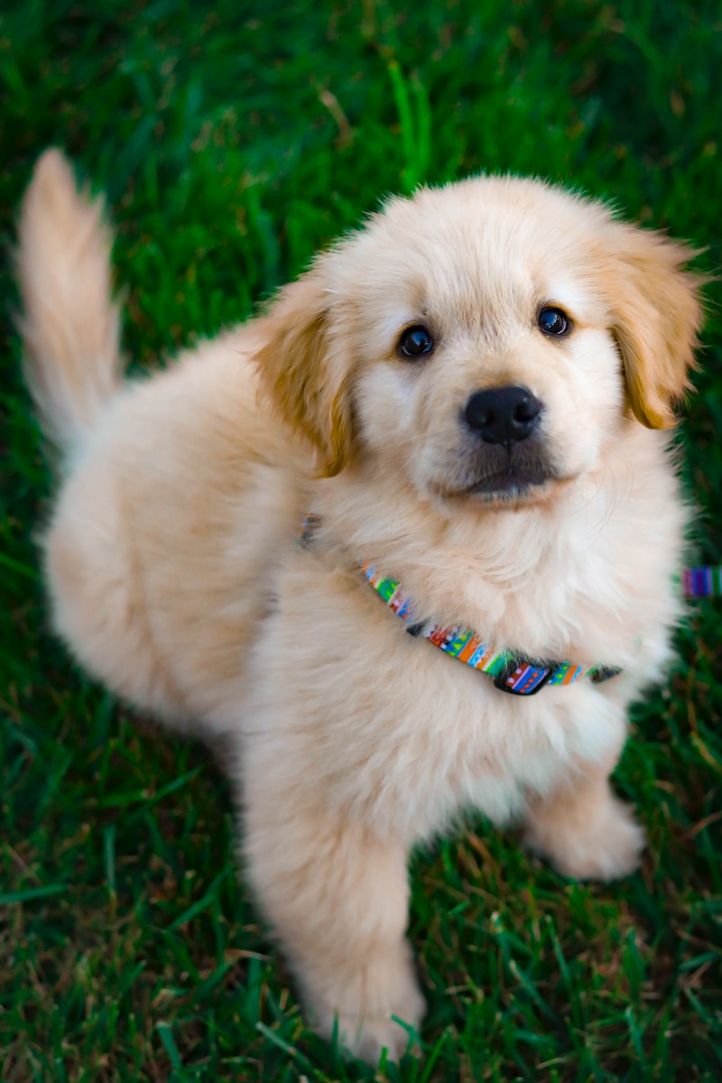 light golden retriever puppy on green grass field during daytime