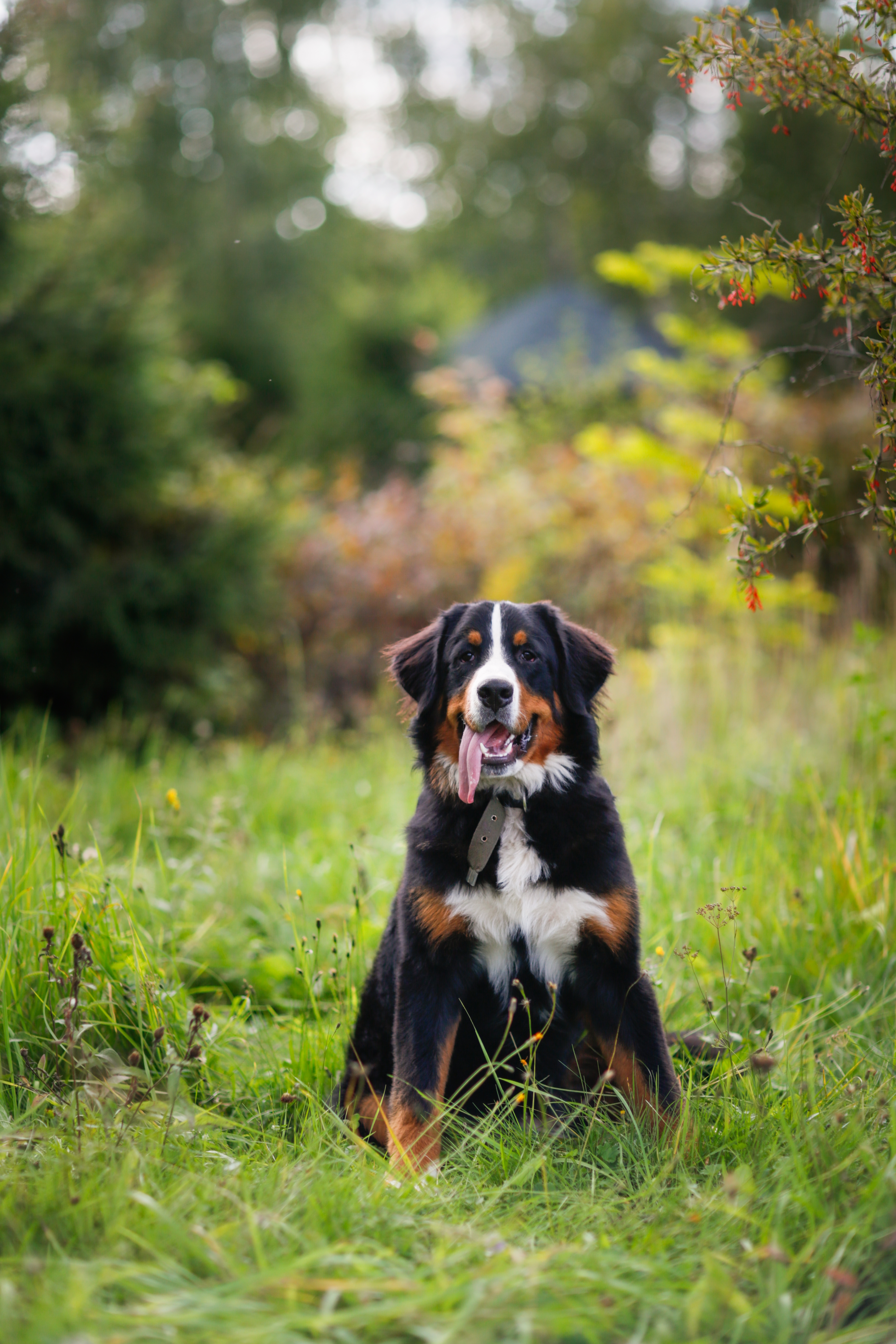 An adorable male large dog of the Bernese Mountain Dog breed sits in a park among the grass, a dog