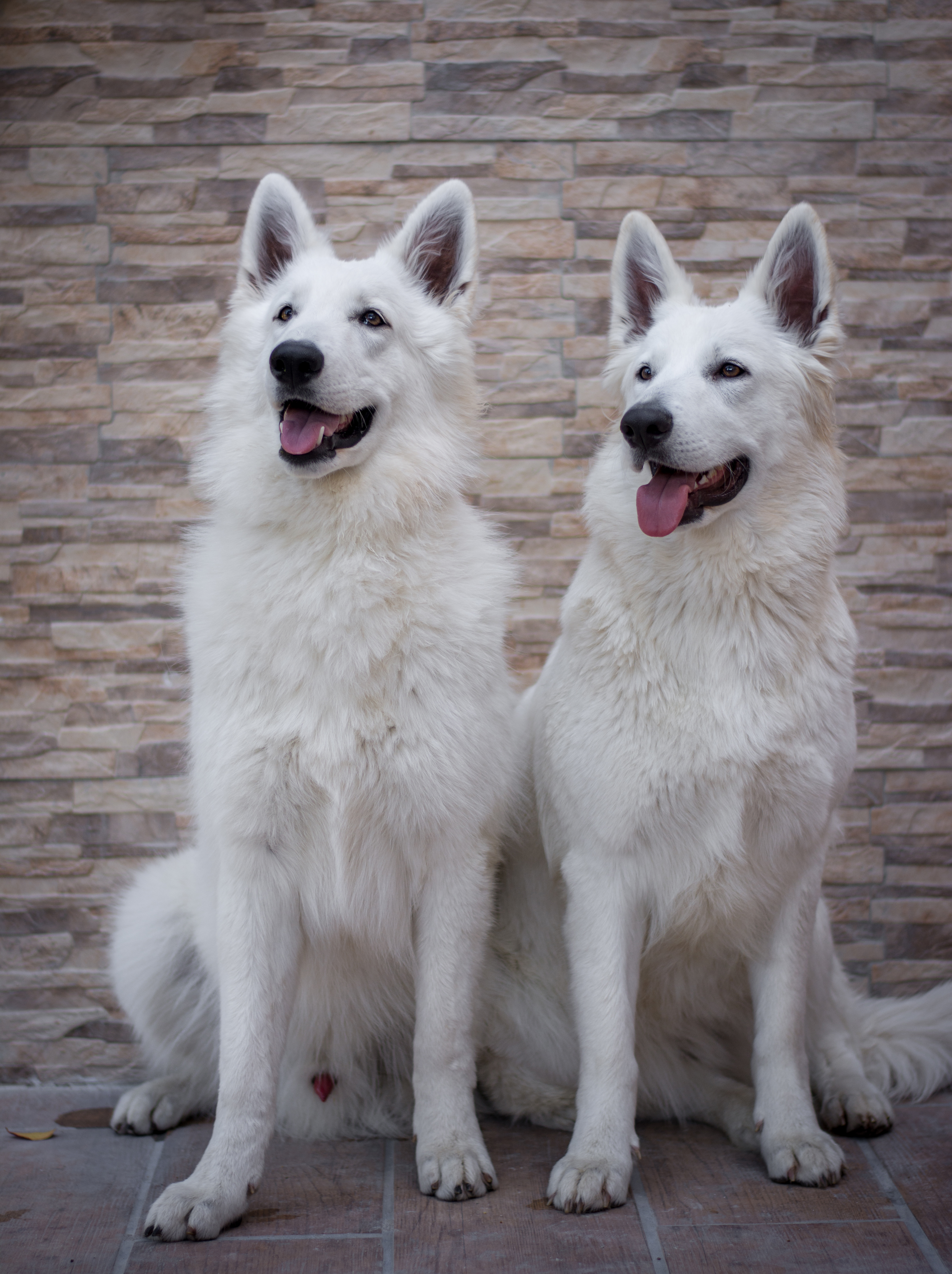 Dogs sitting in yard