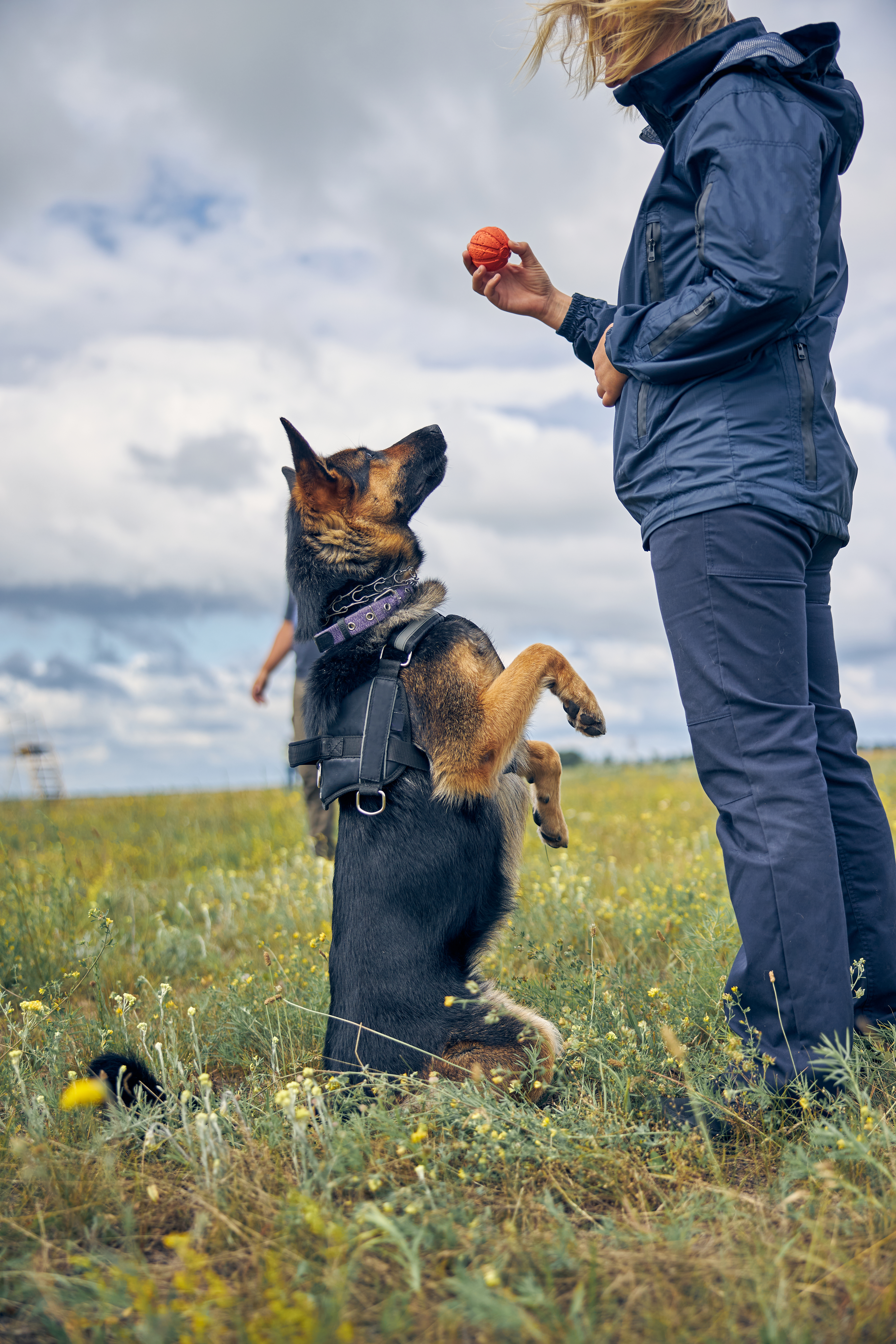 Female officer training detection dogs in grassy field