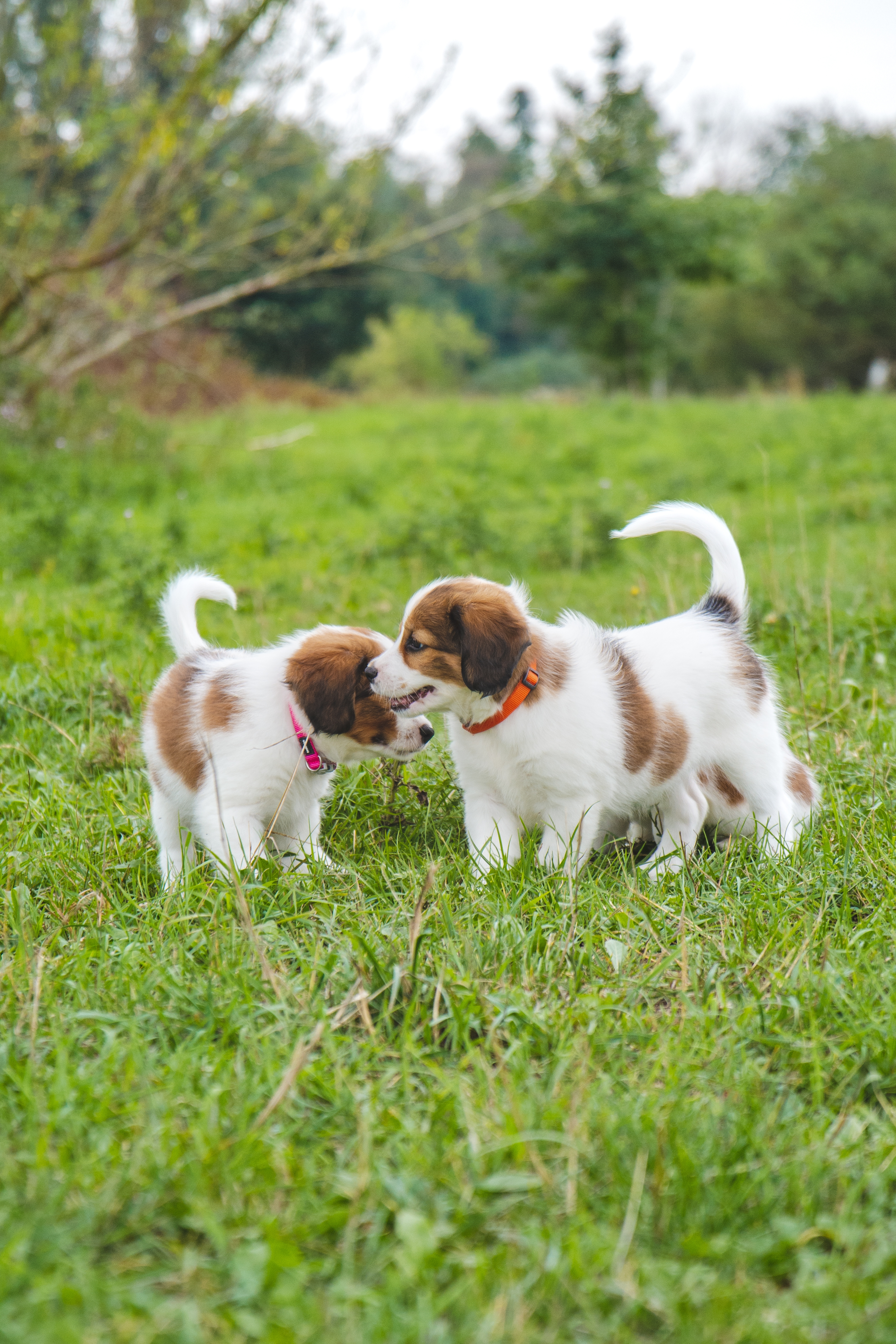 Little puppies dogs playing outside